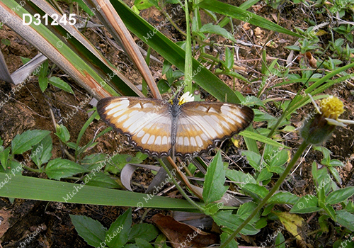 South American Mestra (Mestra hersilia)